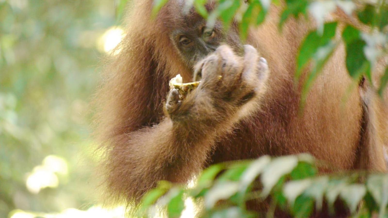 Batu Kapal Guest House & Jungle Trekking Bukit Lawang Εξωτερικό φωτογραφία