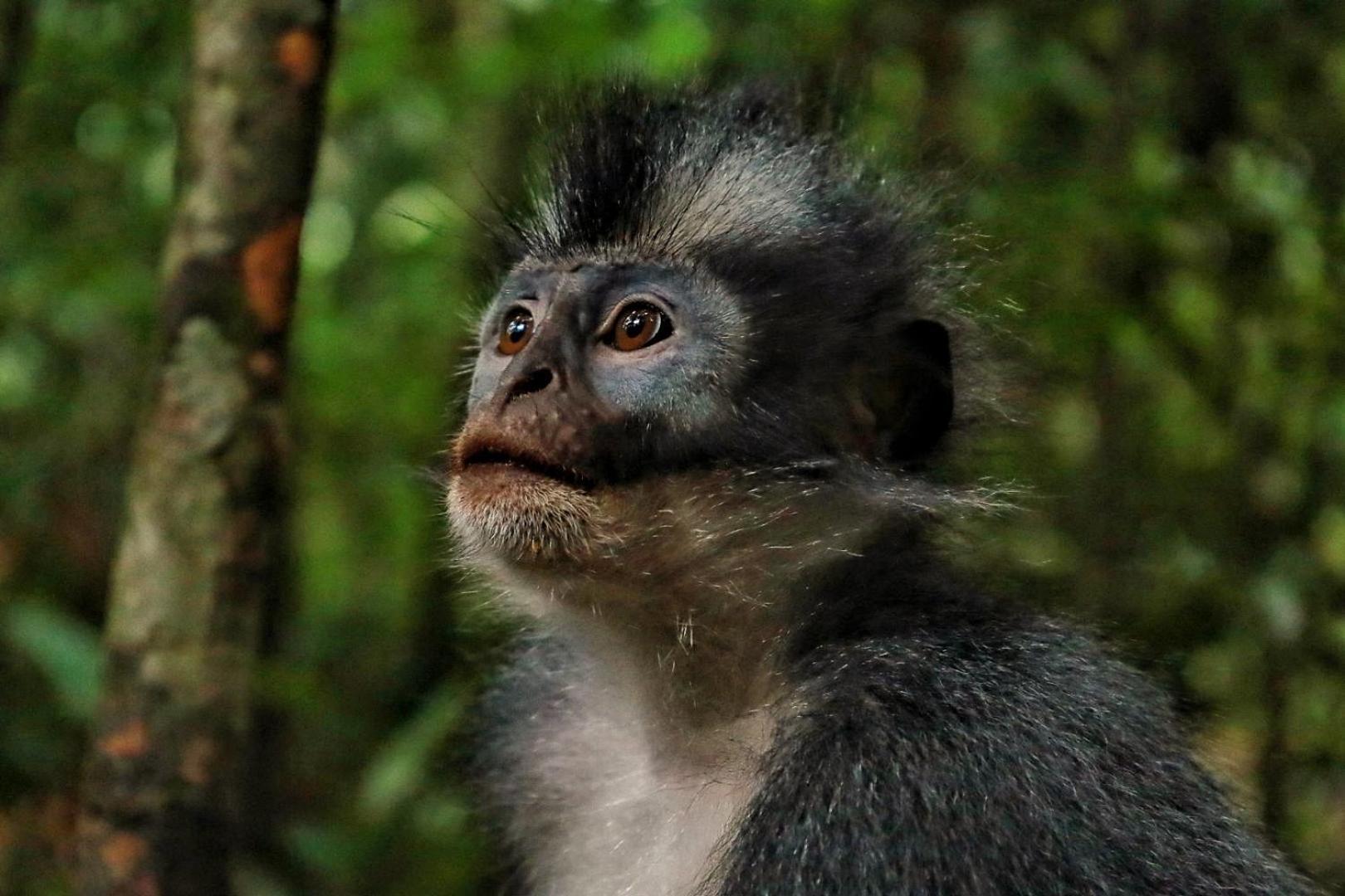 Batu Kapal Guest House & Jungle Trekking Bukit Lawang Εξωτερικό φωτογραφία