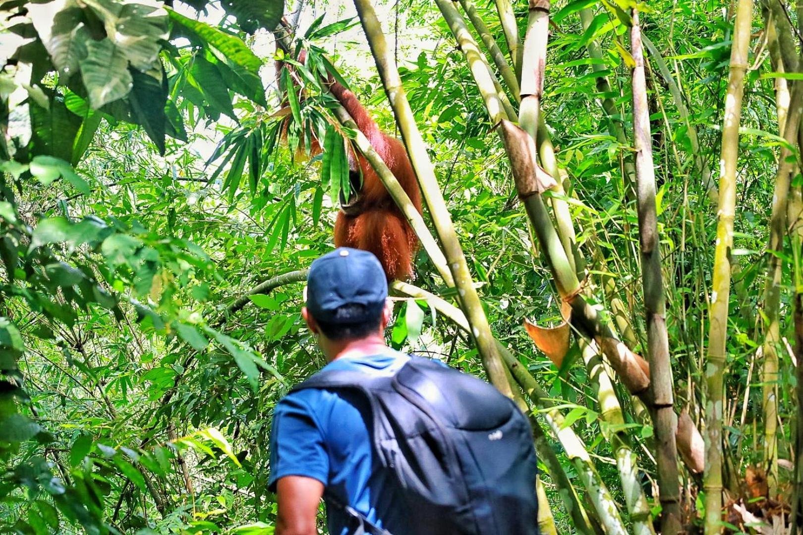 Batu Kapal Guest House & Jungle Trekking Bukit Lawang Εξωτερικό φωτογραφία