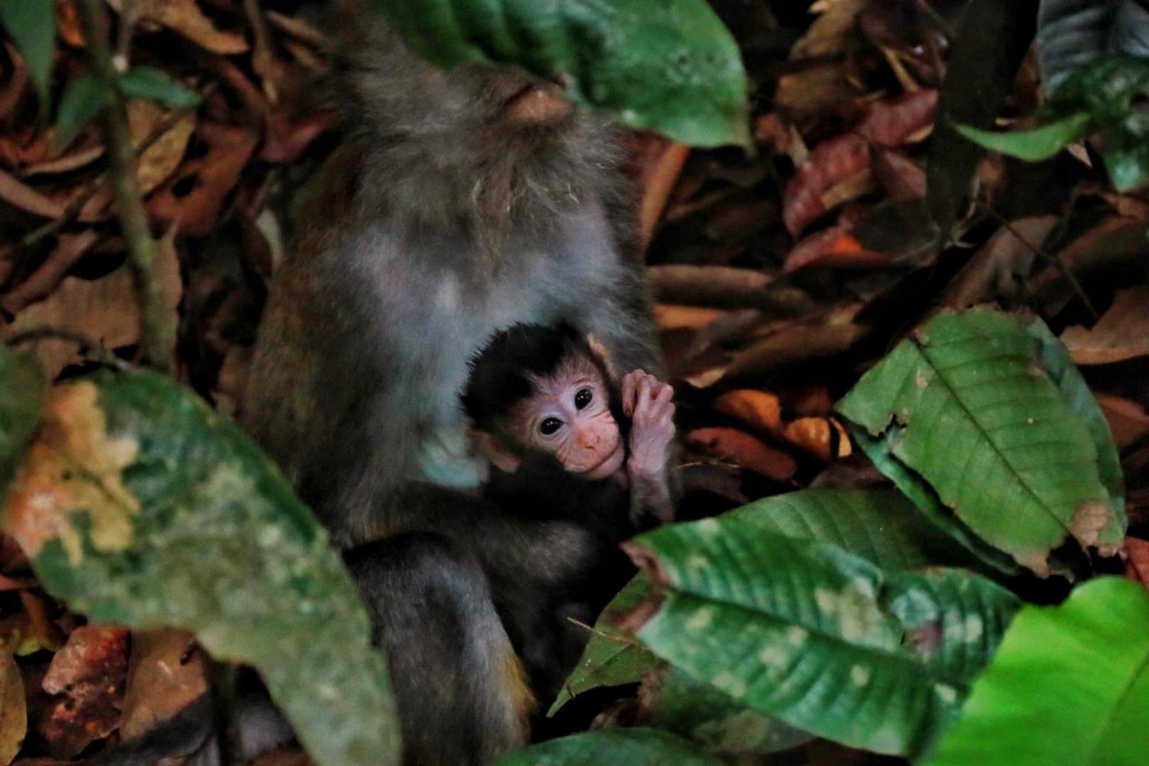 Batu Kapal Guest House & Jungle Trekking Bukit Lawang Εξωτερικό φωτογραφία